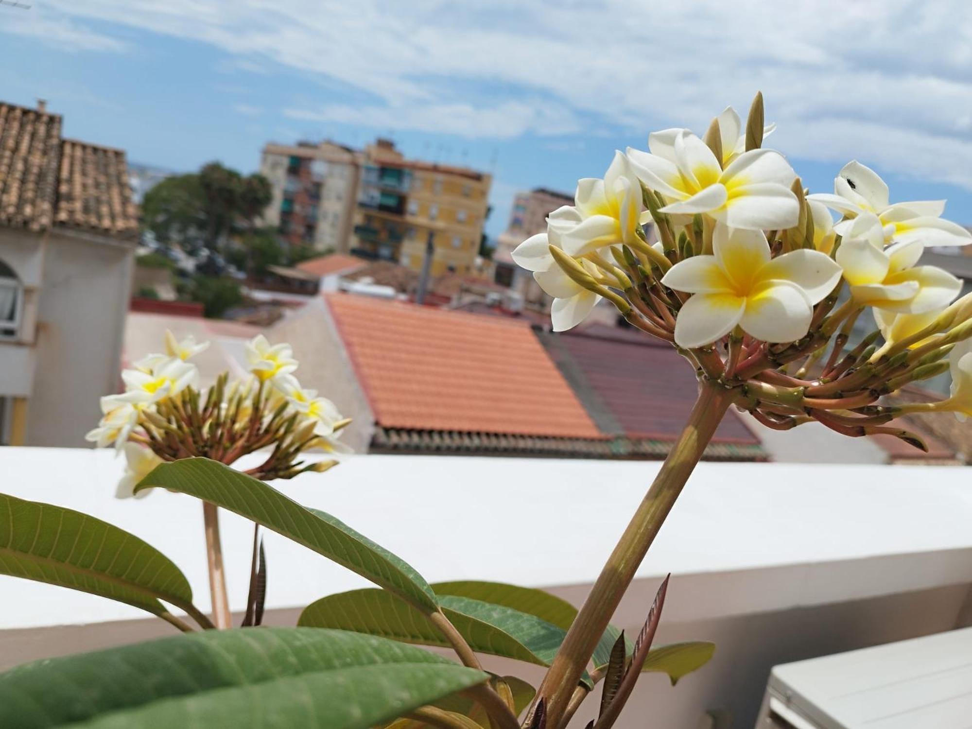 Apartamento Plumaria مالقة المظهر الخارجي الصورة